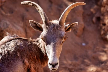 Fotobehang portrait of a goat , goat, horn, antler, horns, brown, animals, forest © Yves
