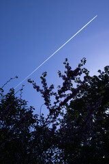 Foto albero con sfondo aereo