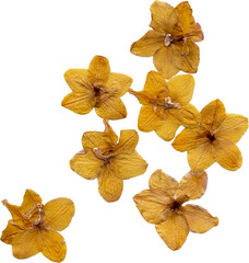 pressed dried flowers isolated