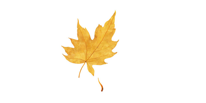 Golden autumn leaf Transparent Background Images 