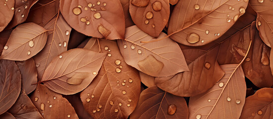 water drops on brown leaves - Powered by Adobe