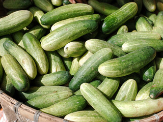 Pile of fresh cucumber vegetables in basket, stock photo.