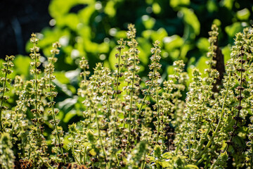 Flores de albahaca natural en huerta orgánica sin pesticidas, Huerta organica con vivos verdes, un...