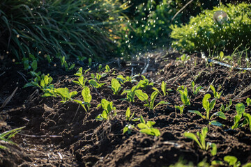 Huerta organica con vivos verdes, un riego natural con la iluminacion natural de un dia soleado, 12 de mayo dia internacional de la sanidad vegetal