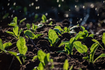 verdura en huerta orgánica sin pesticidas, Huerta organica con vivos verdes, un riego natural con la iluminacion natural de un dia soleado, 12 de mayo dia internacional de la sanidad vegetal