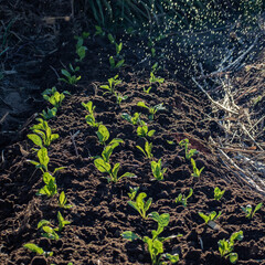 Huerta organica con vivos verdes, un riego natural con la iluminacion natural de un dia soleado, 12 de mayo dia internacional de la sanidad vegetal