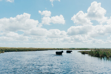 Airboat Tour on St. Johns River near Orlando, FL  