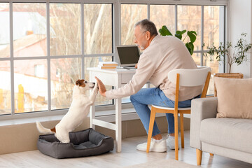 Mature man giving high-five to cute Jack Russell terrier at home
