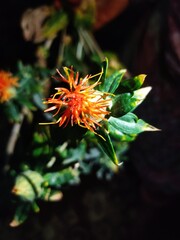 red and yellow flower