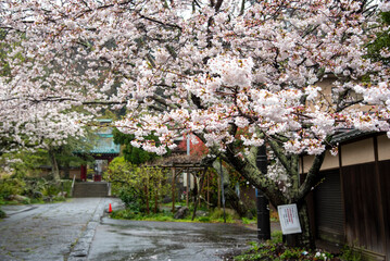 Obraz premium 鎌倉244 光則寺9 桜
