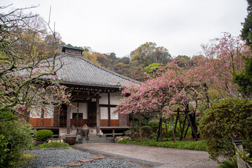 鎌倉244　光則寺8　海棠
