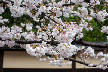 鎌倉244　光則寺6　桜