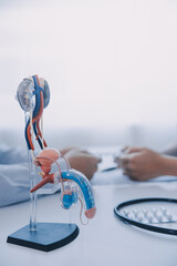 Doctor uses anatomical model to explain male urinary system. Model labeled with parts, doctor...