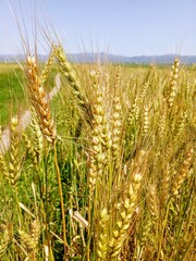 golden wheat field