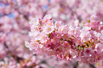 旧仲川水辺公園の河津桜