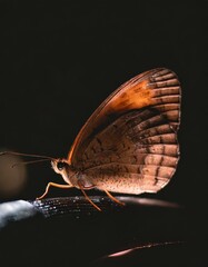 A macro photograph of a brown butterfly resting on a sleek black surface.
