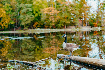 Fall Foliage in Burke Lake Park in Burke, VA