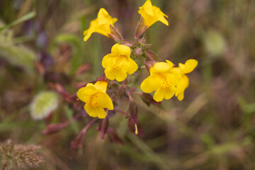 seep monkeyflower, wildflowers