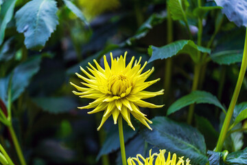 Yellow Dandelion Blooms, Adding a Vibrant Touch of Sunshine to the Surroundings