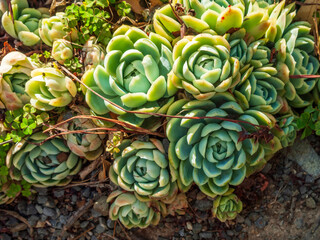 A Succulent Basking in the Warmth of Sunrays
