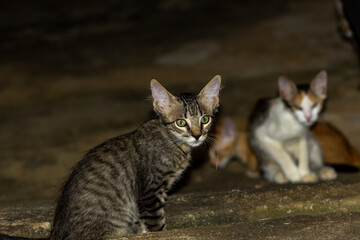 group of  cats sitting on the floor in a farm