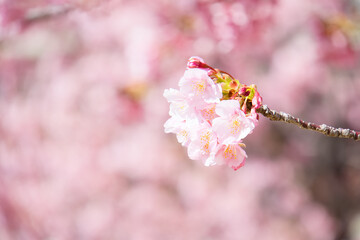 旧仲川水辺公園の河津桜