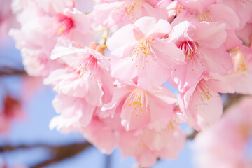 旧仲川水辺公園の河津桜