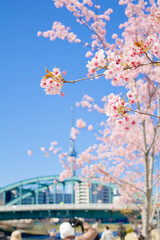 旧仲川水辺公園の河津桜