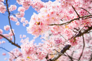 旧仲川水辺公園の河津桜