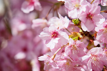 旧仲川水辺公園の河津桜