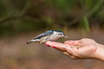 Bird hand feeding