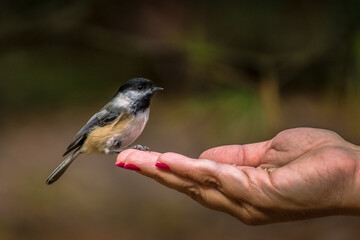 Bird hand feeding