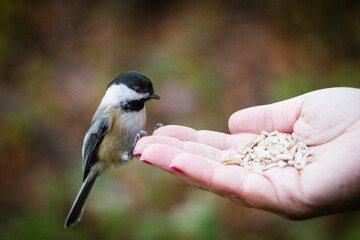 Bird hand feeding