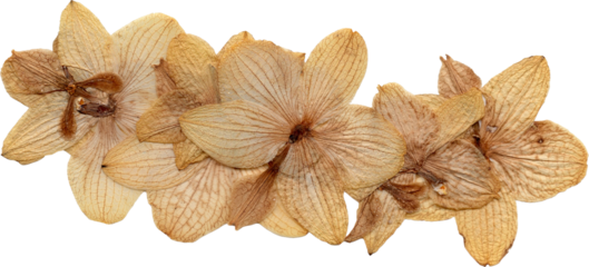 pressed group of flowers isolated