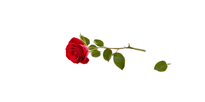 Red rose flower Transparent Background Images 