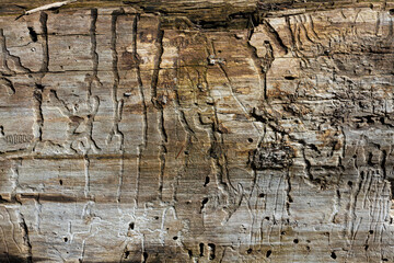 An abstract image of the texture on old weathered and rotting driftwood. 
