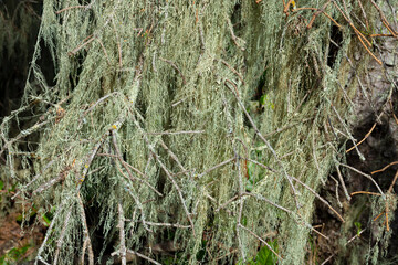 An abstract image of the texture of thick green Spanish Moss hanging from a tree branch.