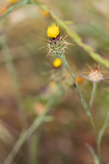 Yellow star-thistle