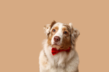 Adorable Australian Shepherd dog with bow tie on beige background