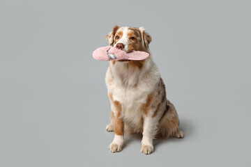 Cute Australian Shepherd dog holding slipper on grey background