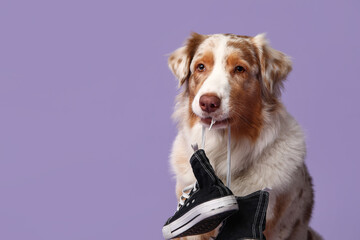 Cute Australian Shepherd dog holding sneakers on purple background