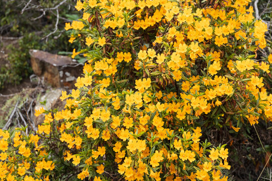 Yellow blooming monkey flower bush