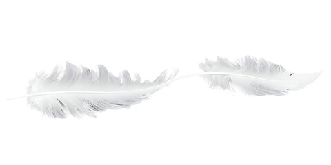 White feather Transparent Background Images  - obrazy, fototapety, plakaty