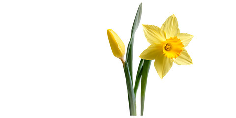 Naklejka na ściany i meble Yellow daffodil flower Transparent Background Images 