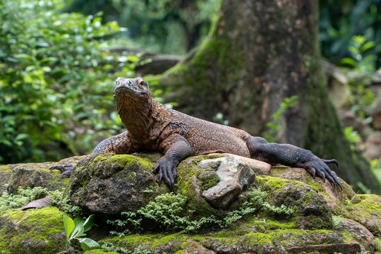 Komodo dragon (Varanus komodoensis). Giant Komodo lizard sunbathing on a rock