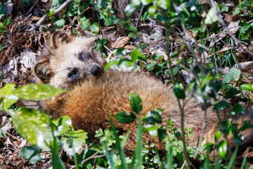 もふもふで可愛い子どものホンドタヌキ（イヌ科）。

日本国千葉県市川市、大町公園自然観察園にて。
2024年3月30日撮影。

Fluffy and Lovely child Japanese Raccoon Dog (Nyctereutes procyonoides viverrinus,  family comprising dogs).

At Omachi park natural obs