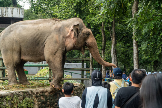 Crowds of visitors gather at the Sumatran elephant enclosure at Ragunan Zoo.
