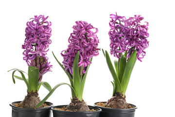 Naklejka na ściany i meble Three beautiful purple hyacinth flowers in pots on white background