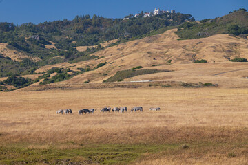 Zebra herd in a field at Hearst Castle, San Simeon, California
