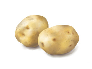 2個のジャガイモのリアルな水彩イラスト